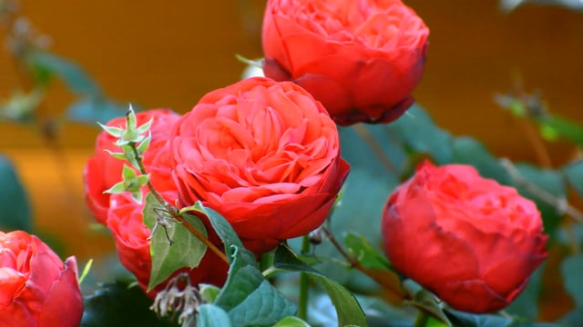 Beat the Beetles: Rugosa Rose Troubleshooting Playbook (From Yellow Leaves to Chewed Petals)