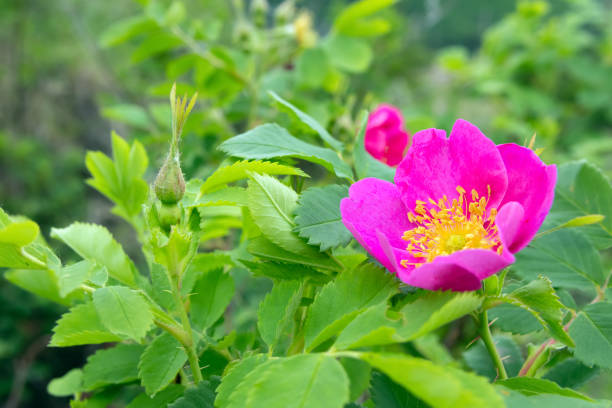 rugosa rose aphids on buds