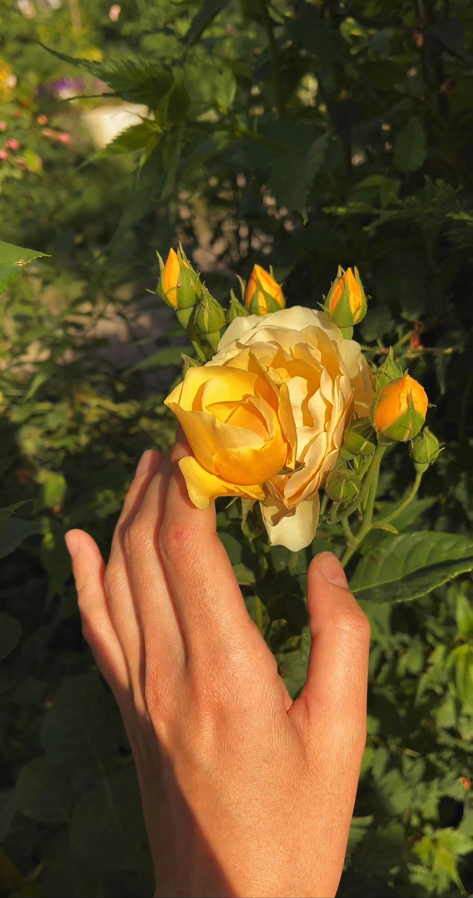hand picking Japanese beetles rugosa rose