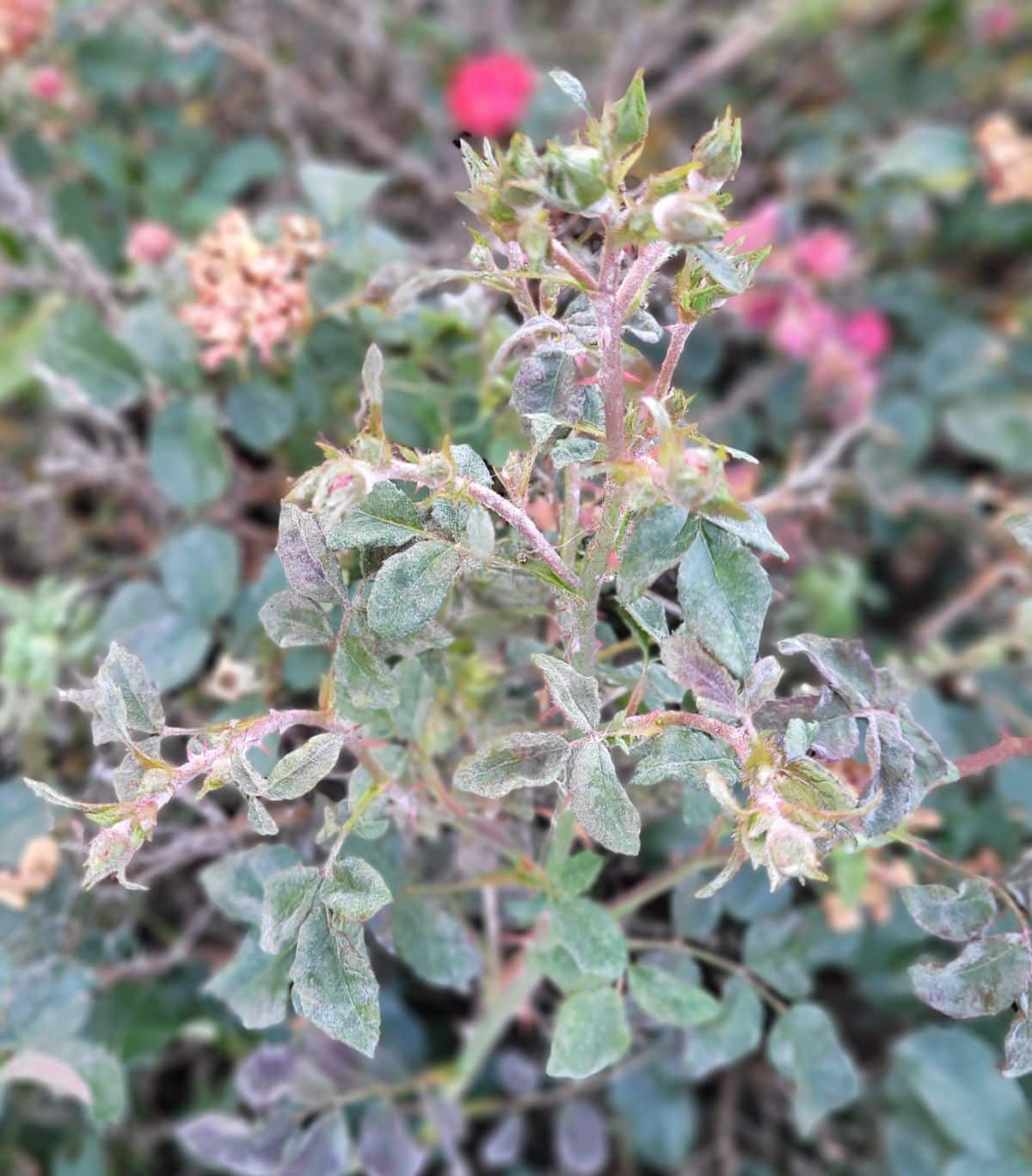rugosa rose powdery mildew leaves