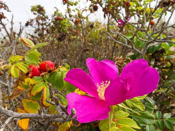 From Wind-Swept Dunes to Cottage Gardens: The Wild Journey of Rosa rugosa
