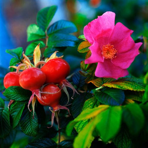 Rosa rugosa flowers hips close-up