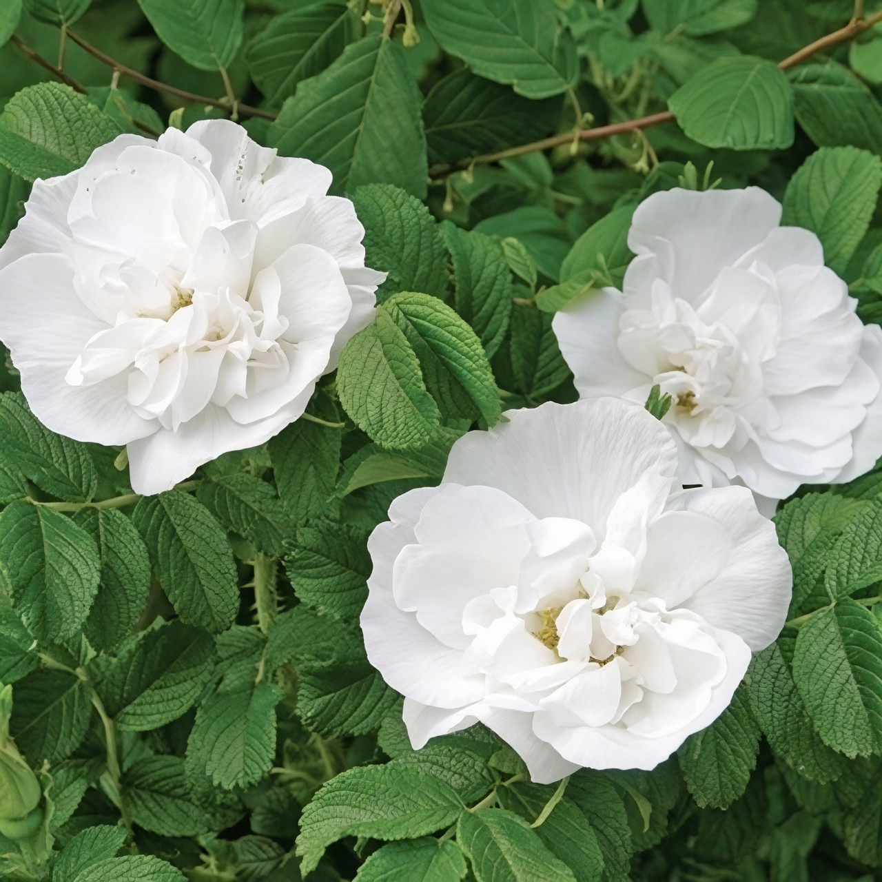 Rugosa rose Blanc Double de Coubert