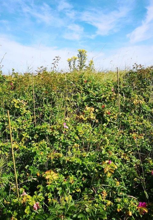 Rosa rugosa invasive dunes thicket