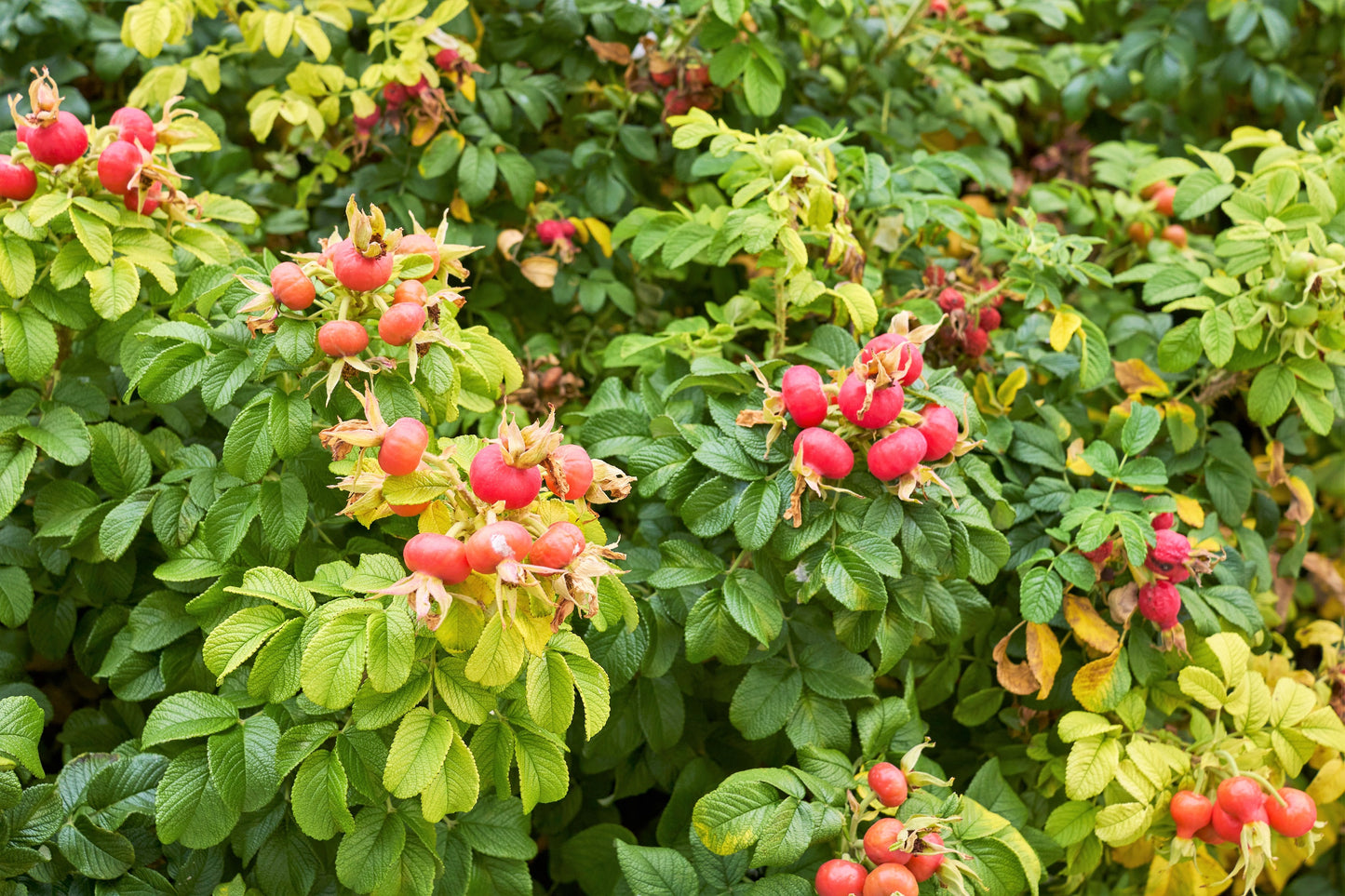 Beach‑to‑Table: Harvesting Rugosa Rose Hips for Jam, Tea, and Glow‑Up Skincare