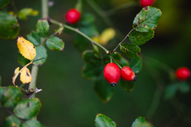 rugosa rose hips scooping seeds