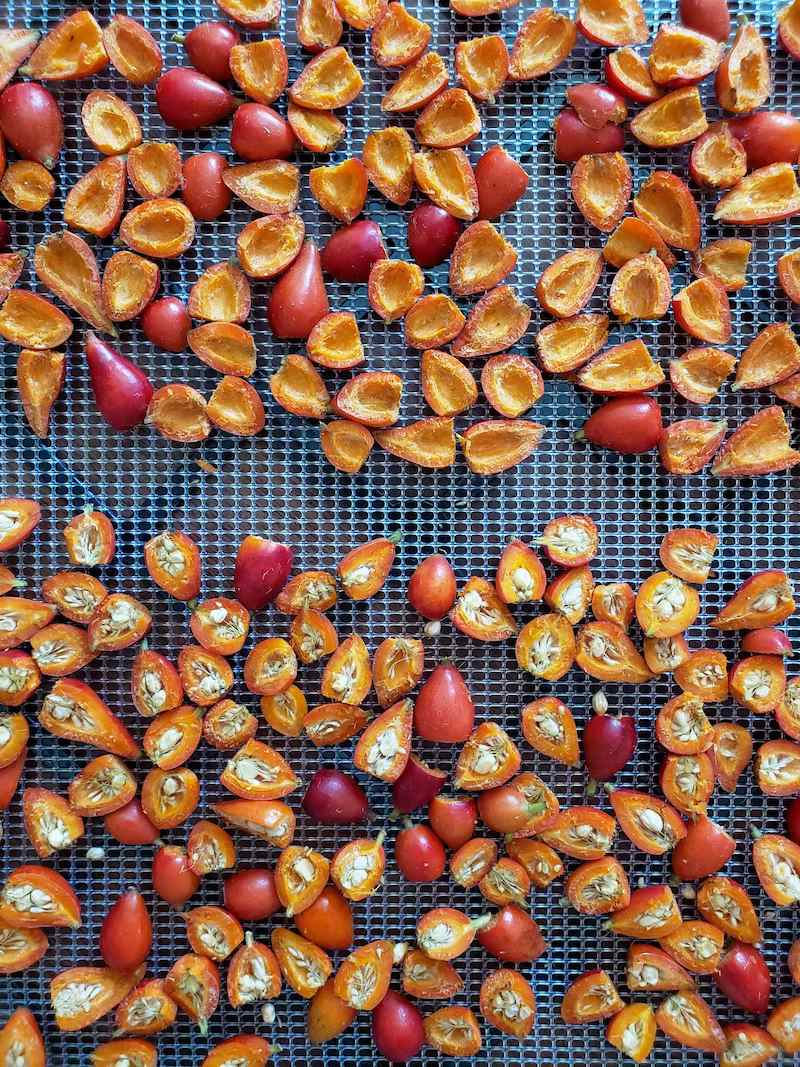 rugosa rose hips drying tray