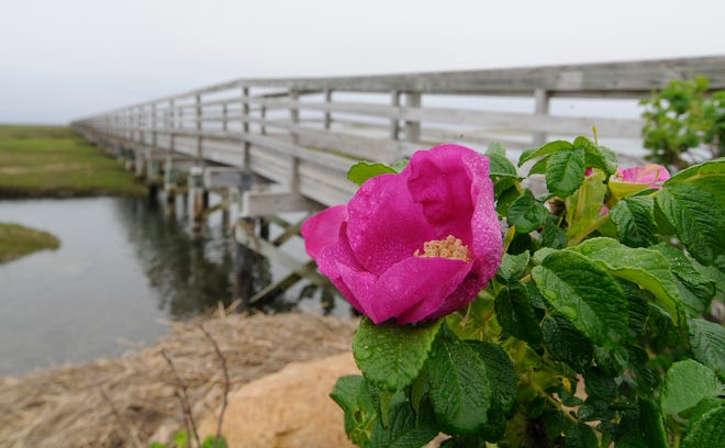 Why Rugosa Smells So Big: The Science of Its Perfume—and Easy Ways to Capture It at Home