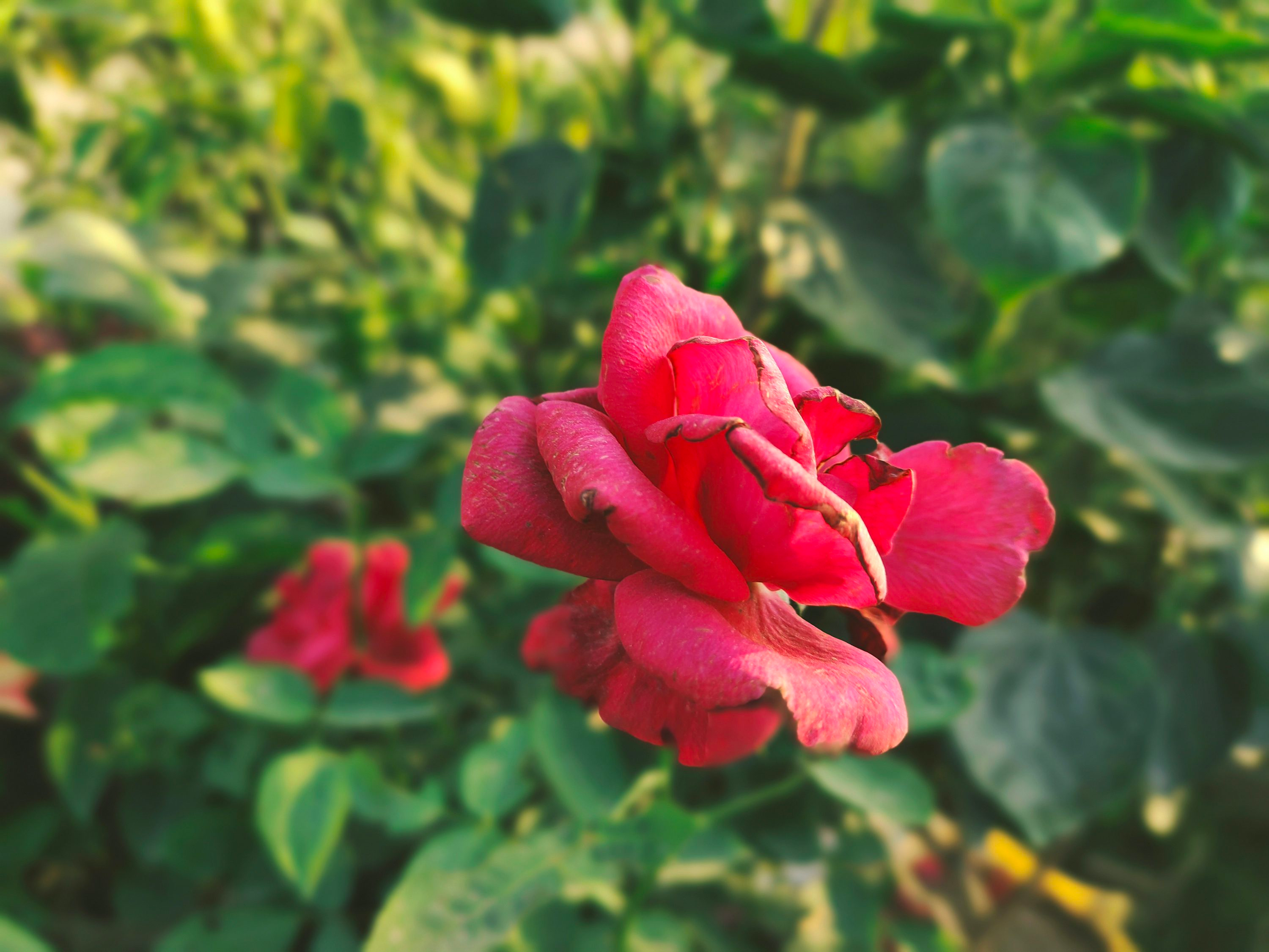 harvesting rosa rugosa petals morning