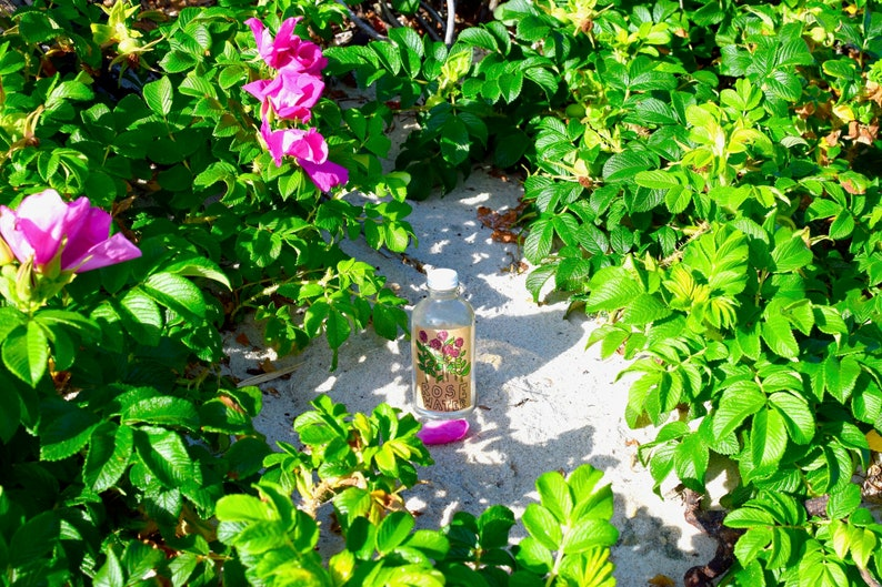rosa rugosa hydrosol stovetop setup