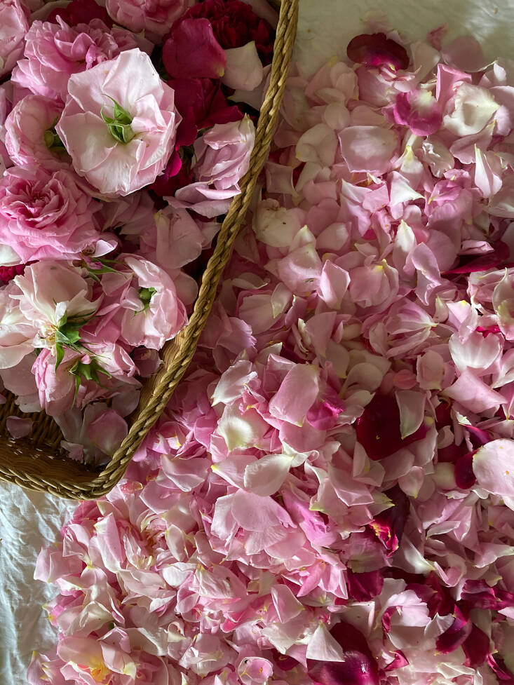 rosa rugosa petals in oil jar