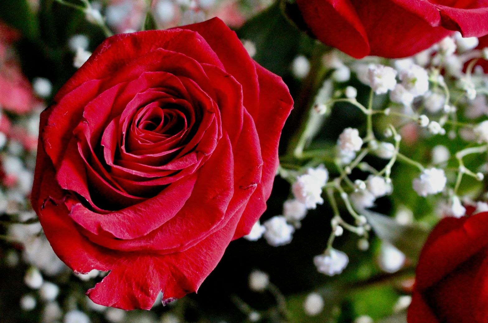 white rose stained red close-up