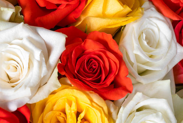 red pink white yellow roses flat lay