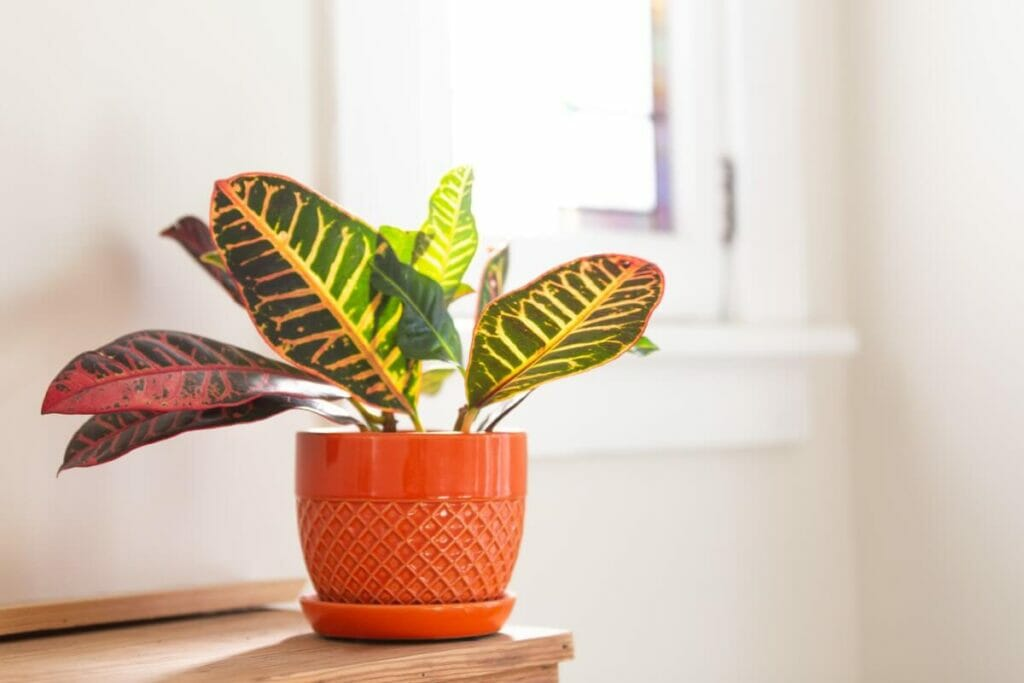 Stop the Leaf-Drop Tantrums! Croton Troubleshooting Guide to Mites, Scale, and Sudden Sulks