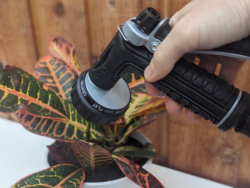 washing croton leaves in sink