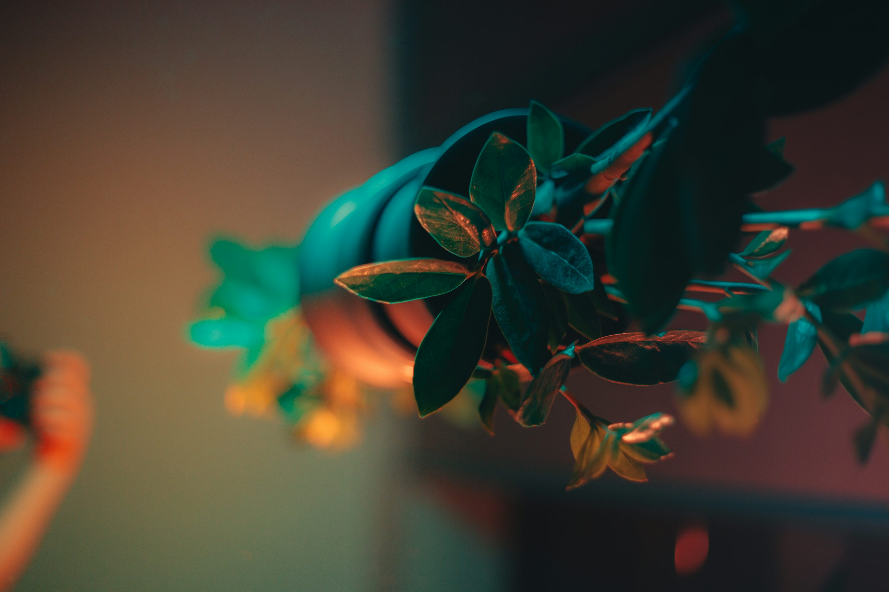 Design with Drama: Styling Croton’s Neon Foliage in Modern Homes (Bathrooms Welcome)