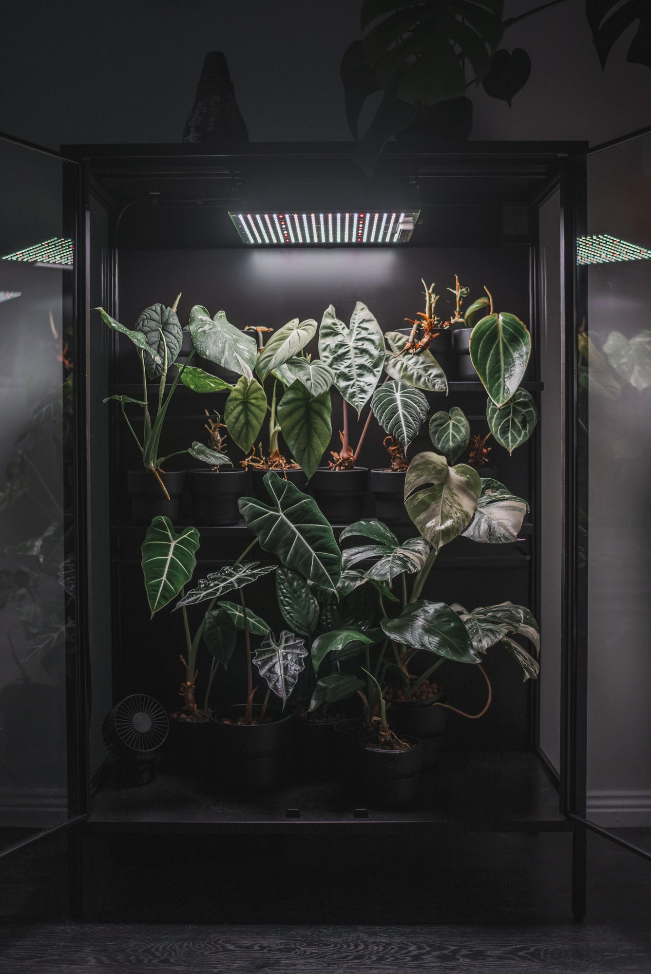 croton in glass cabinet indoor
