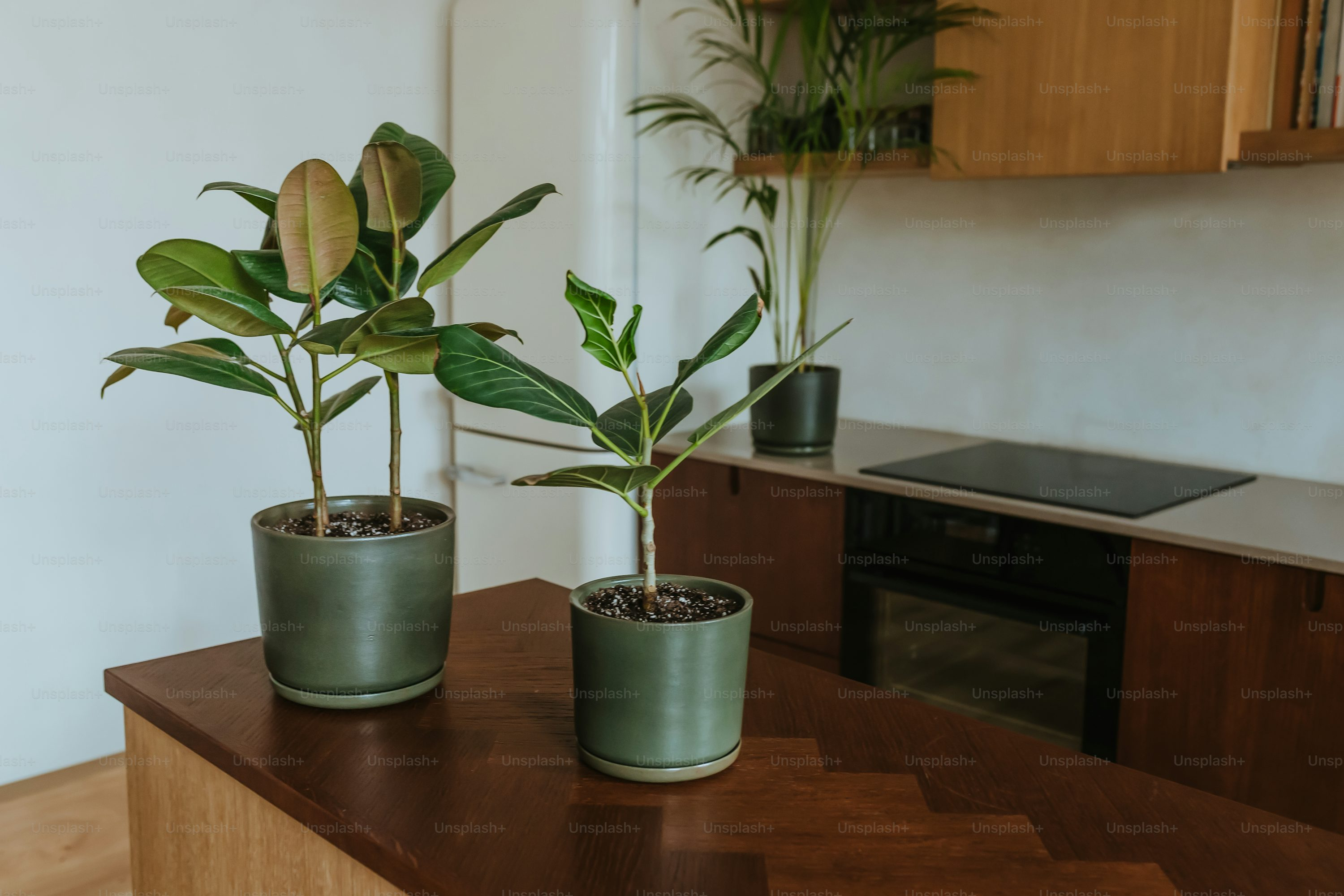croton mammy compact pot shelf
