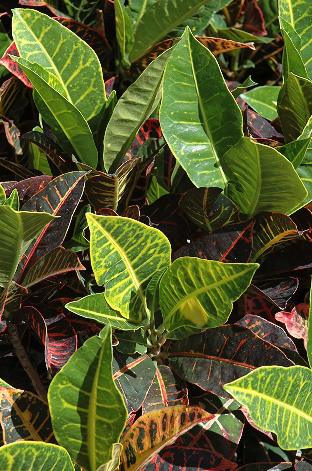 croton variegated leaves close up