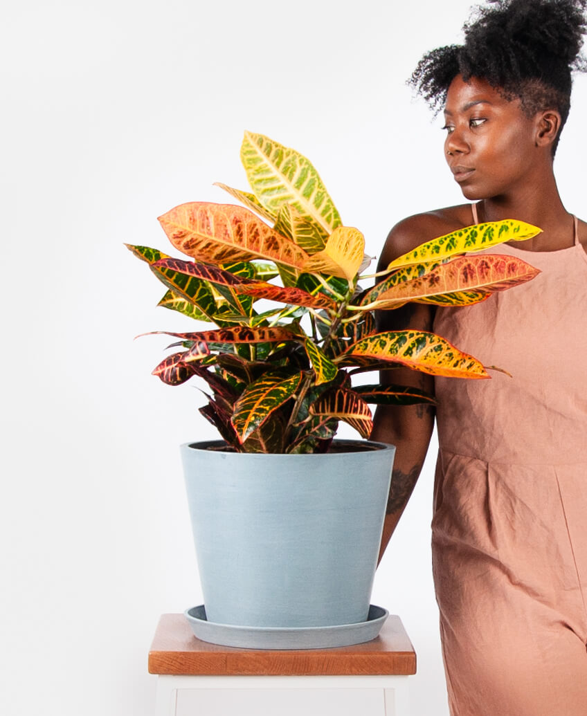 croton soil check hand