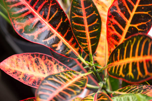 croton variegated leaves close up