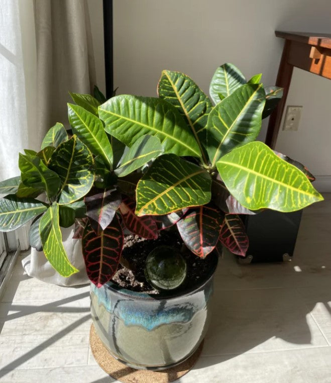 “金边”还是“螺旋叶”？热门变叶木品种速览与识别要点