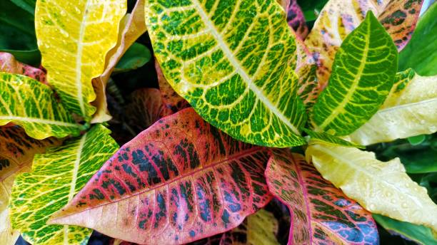 croton trilobed leaf close up