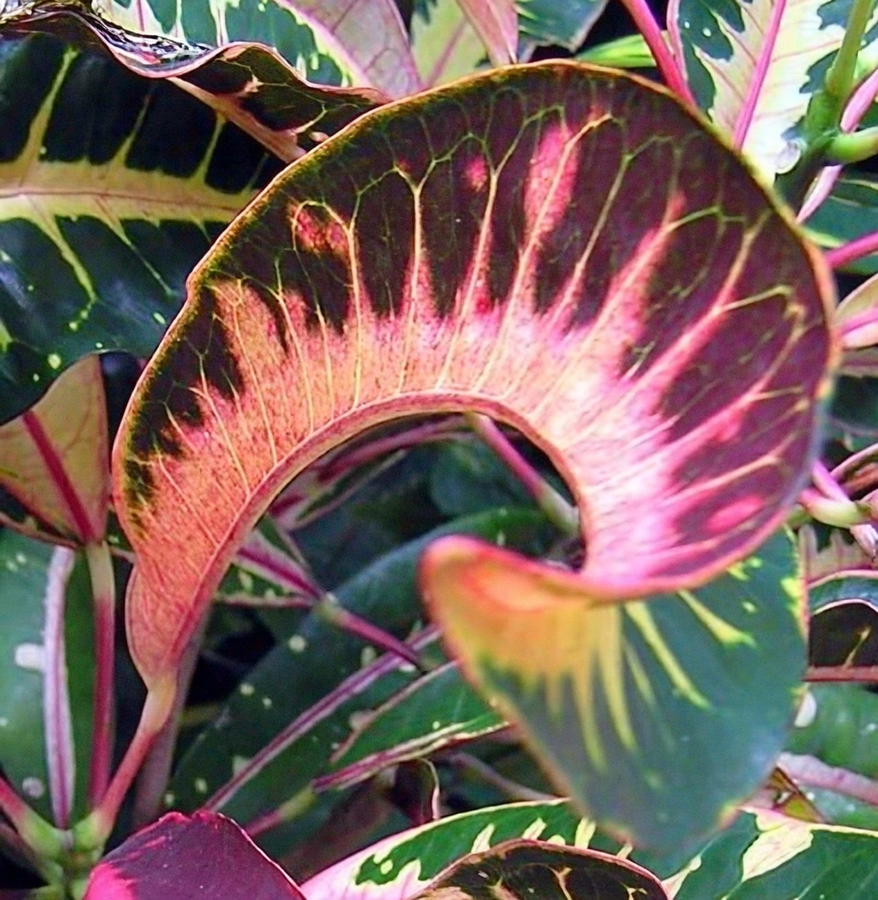 croton spiral leaves close up