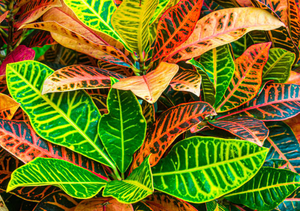croton mrs iceton pink new leaves