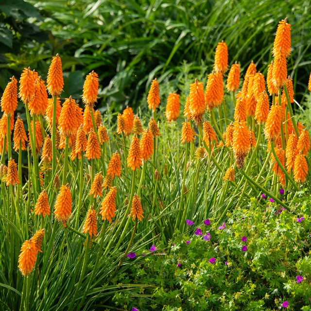Droopy Torches or No Blooms? The Kniphofia SOS Guide