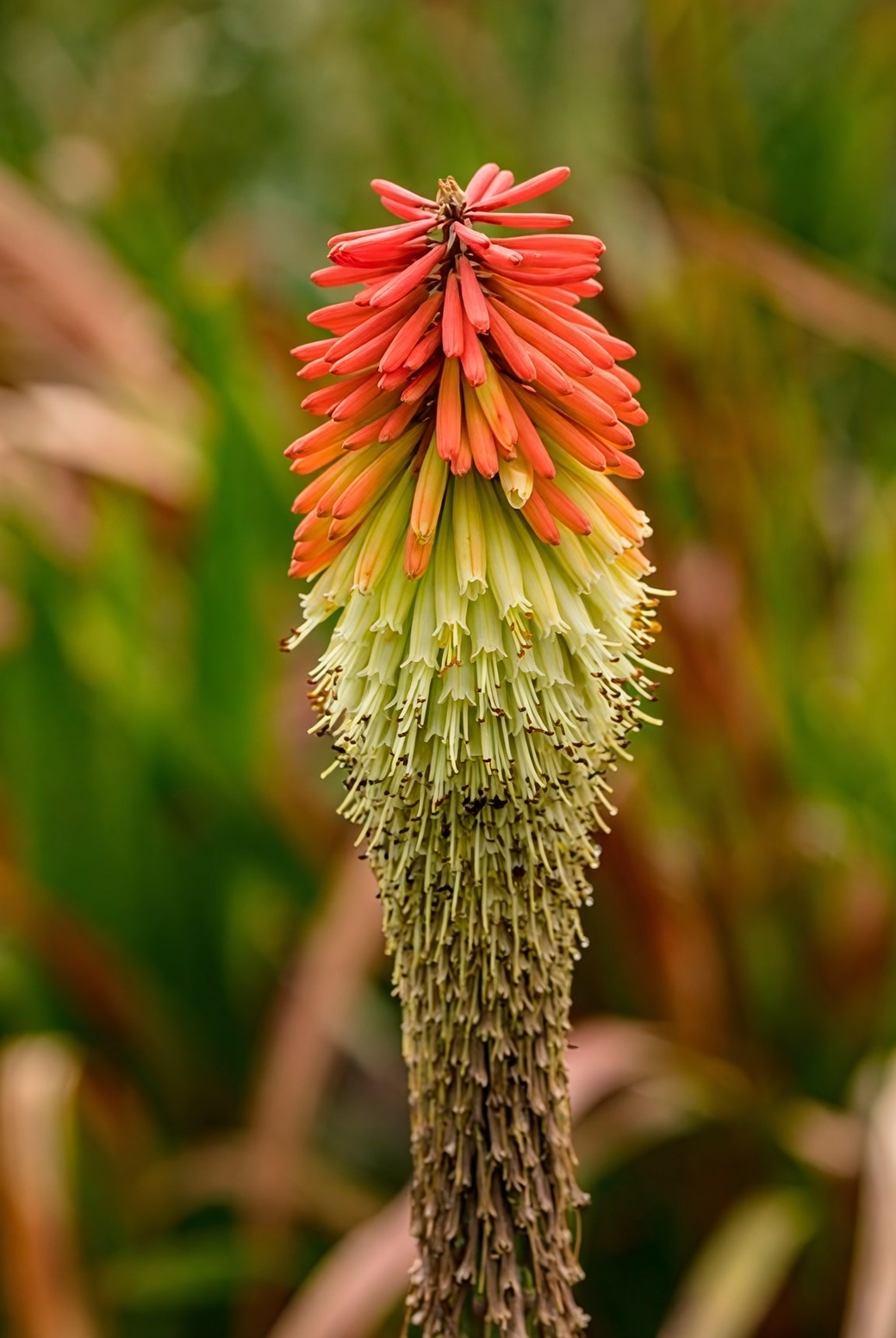 red hot poker crown rot close up
