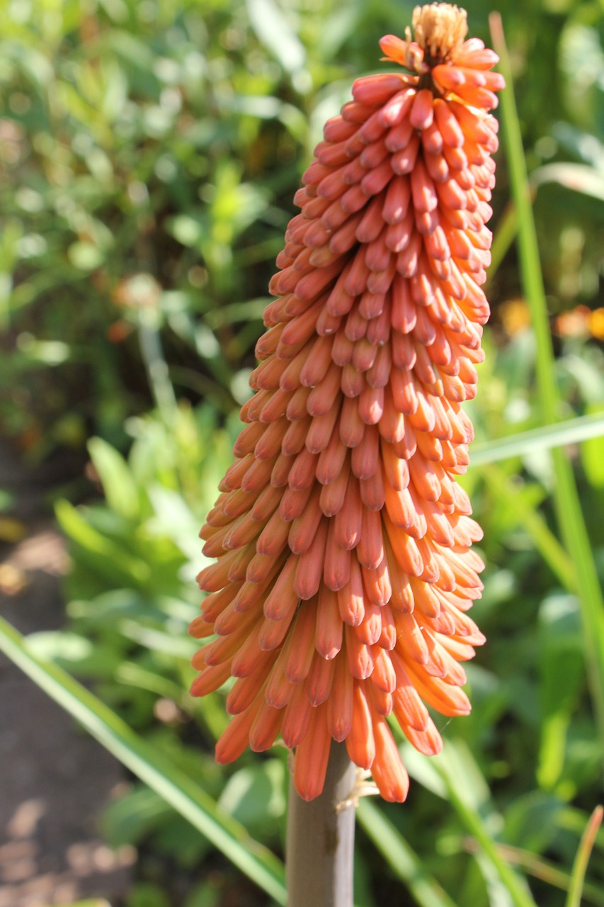thrips on red hot poker flower