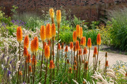 Ombré on a Stick! 9 Quirky Secrets of the Red Hot Poker Bloom