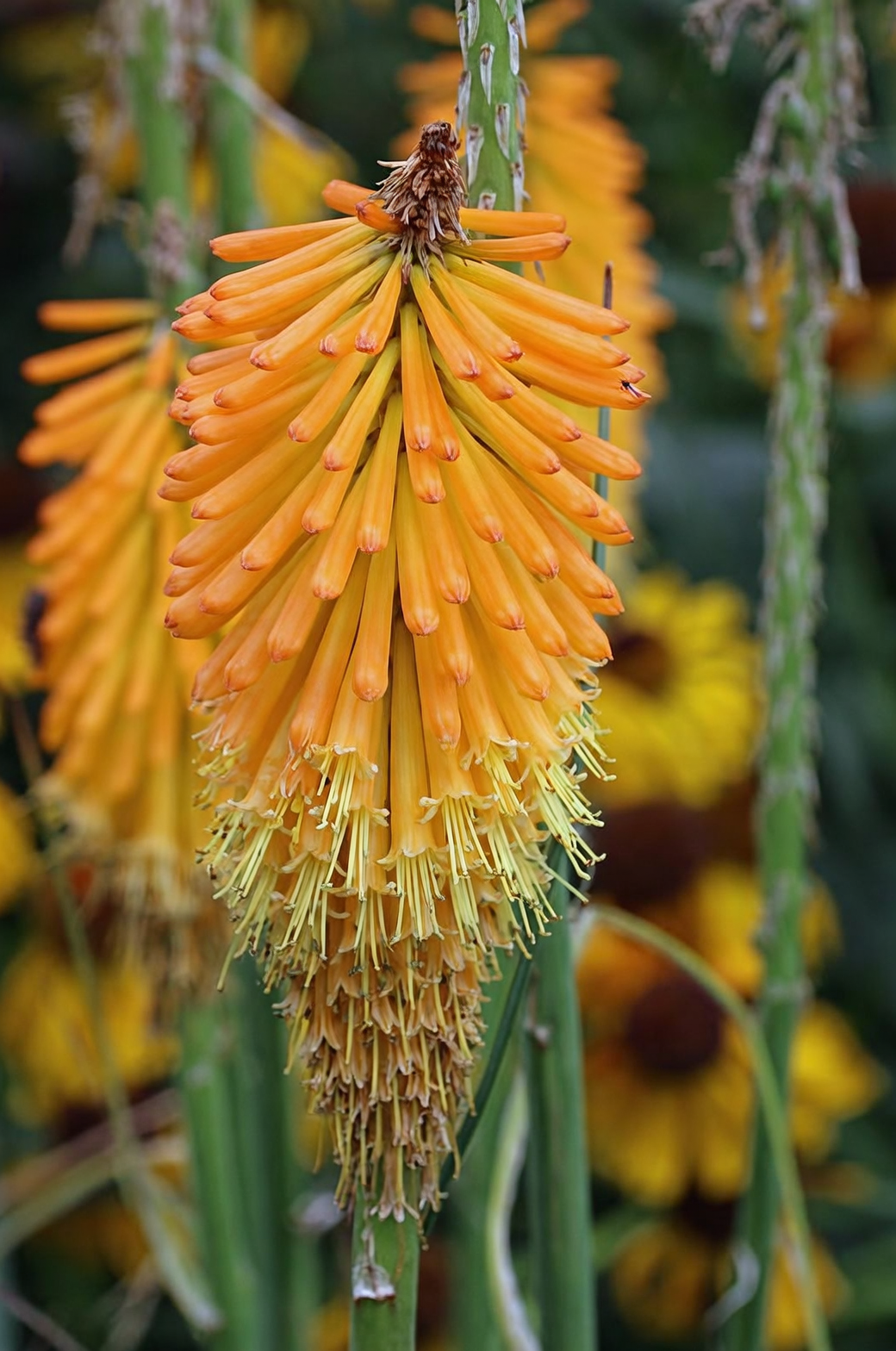 red hot poker ombre bloom close-up