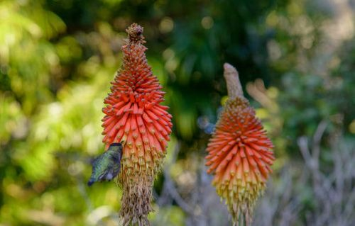 hummingbird on red hot poker