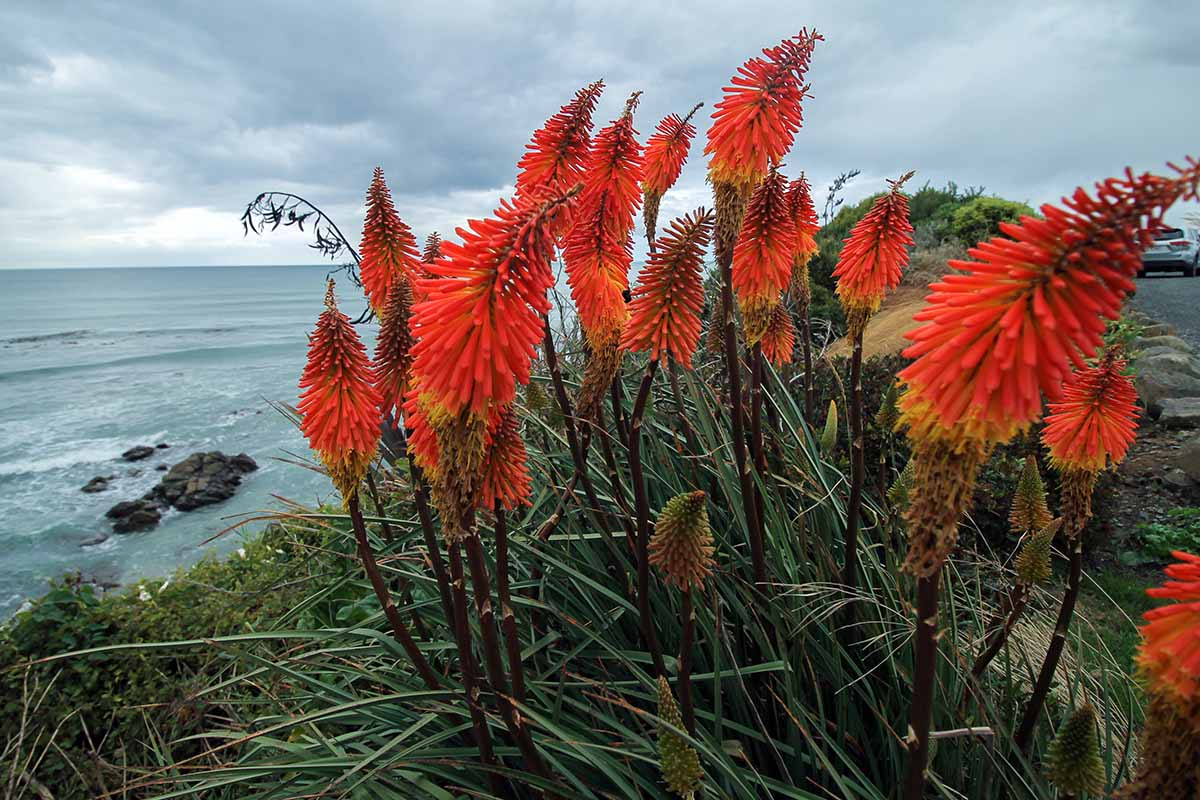red hot poker coastal garden