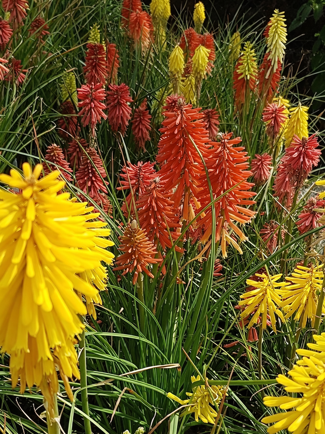 What Does a Garden Torch Say? The Flower Language of Red Hot Poker, from Folklore to Feng Shui