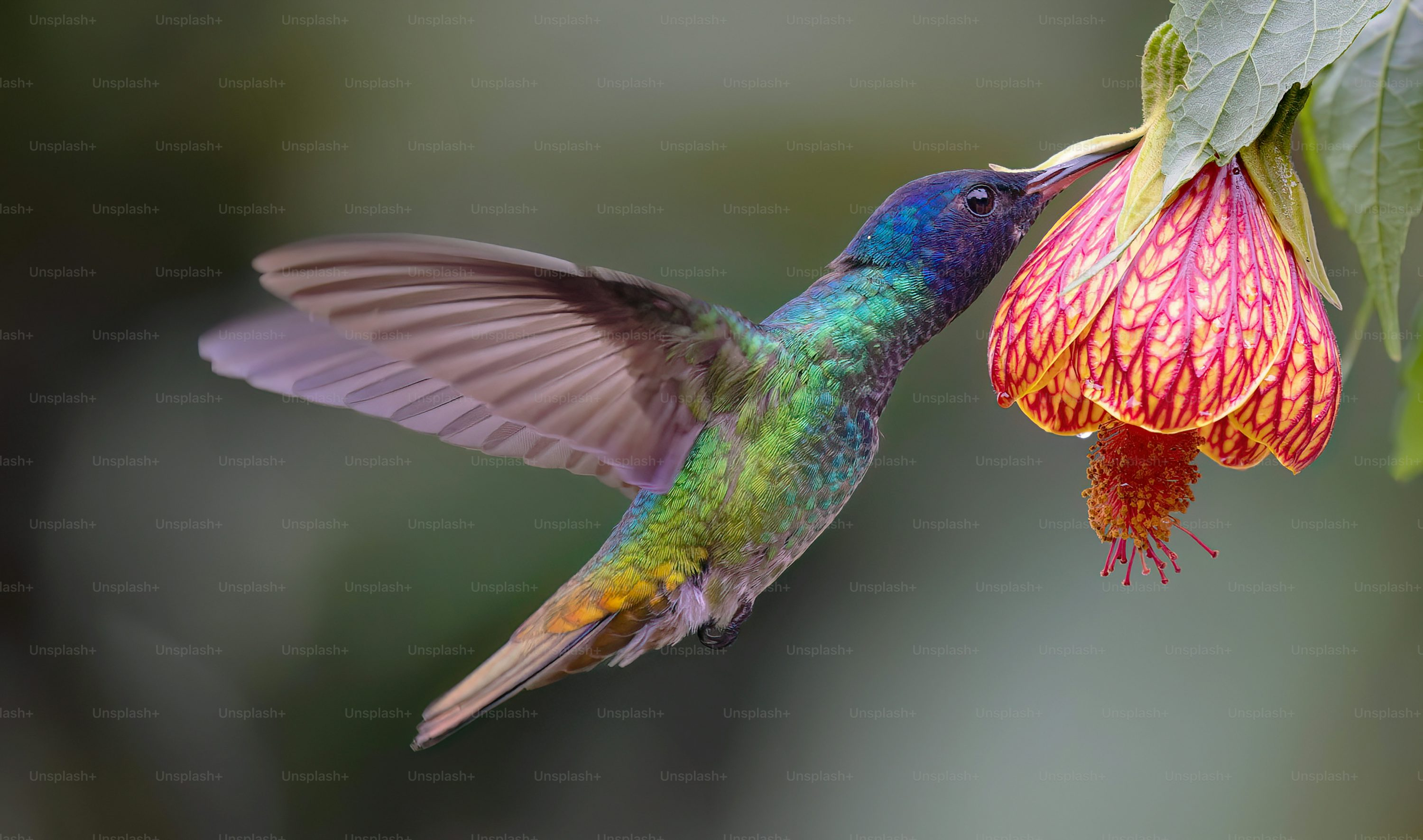 red hot poker hummingbird feeding