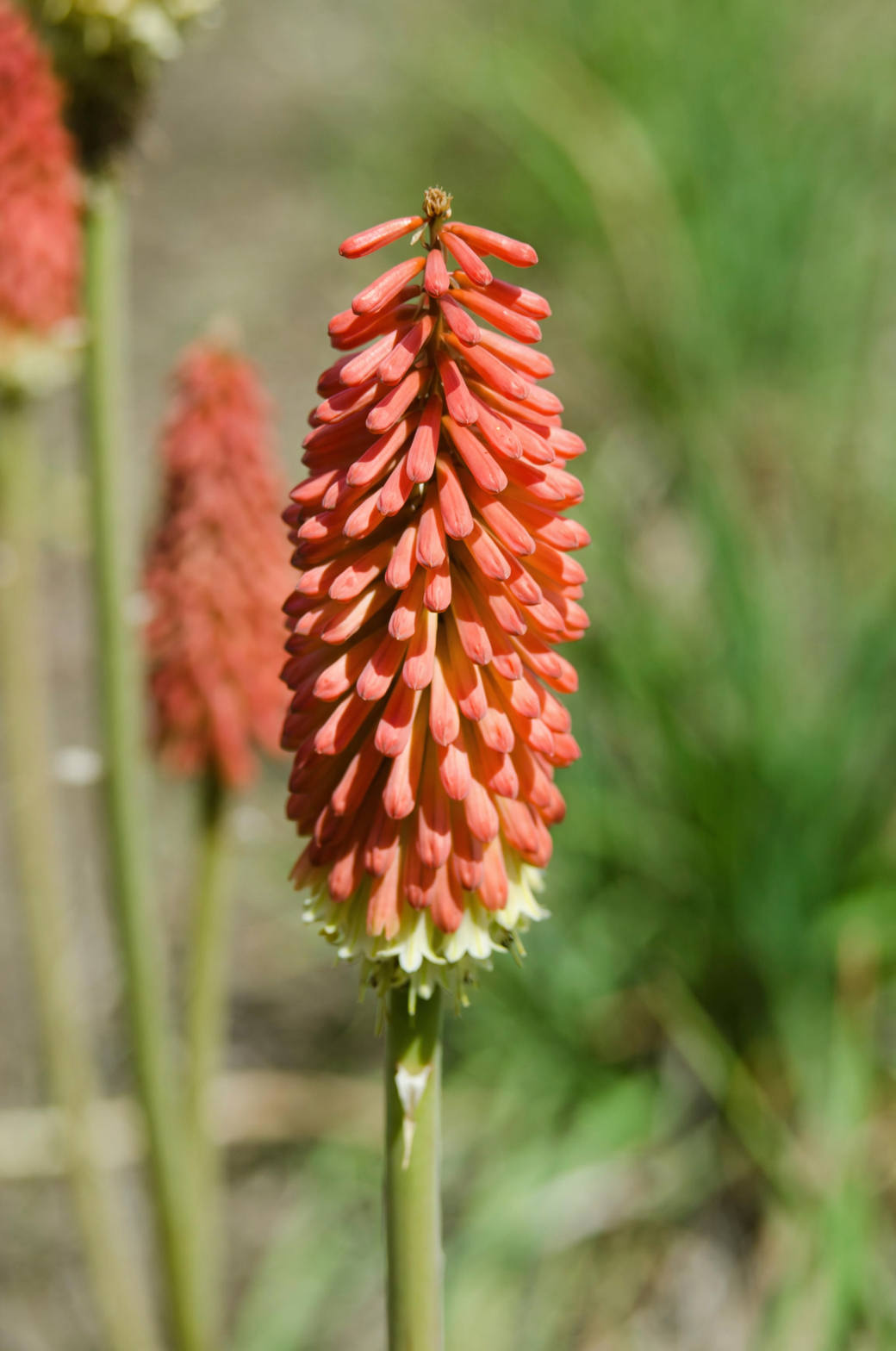 red hot poker containers front door