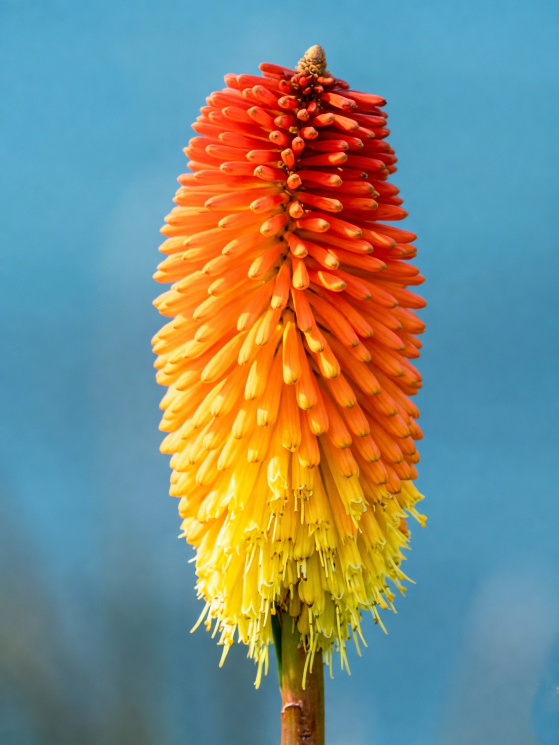 red hot poker cut flowers vase