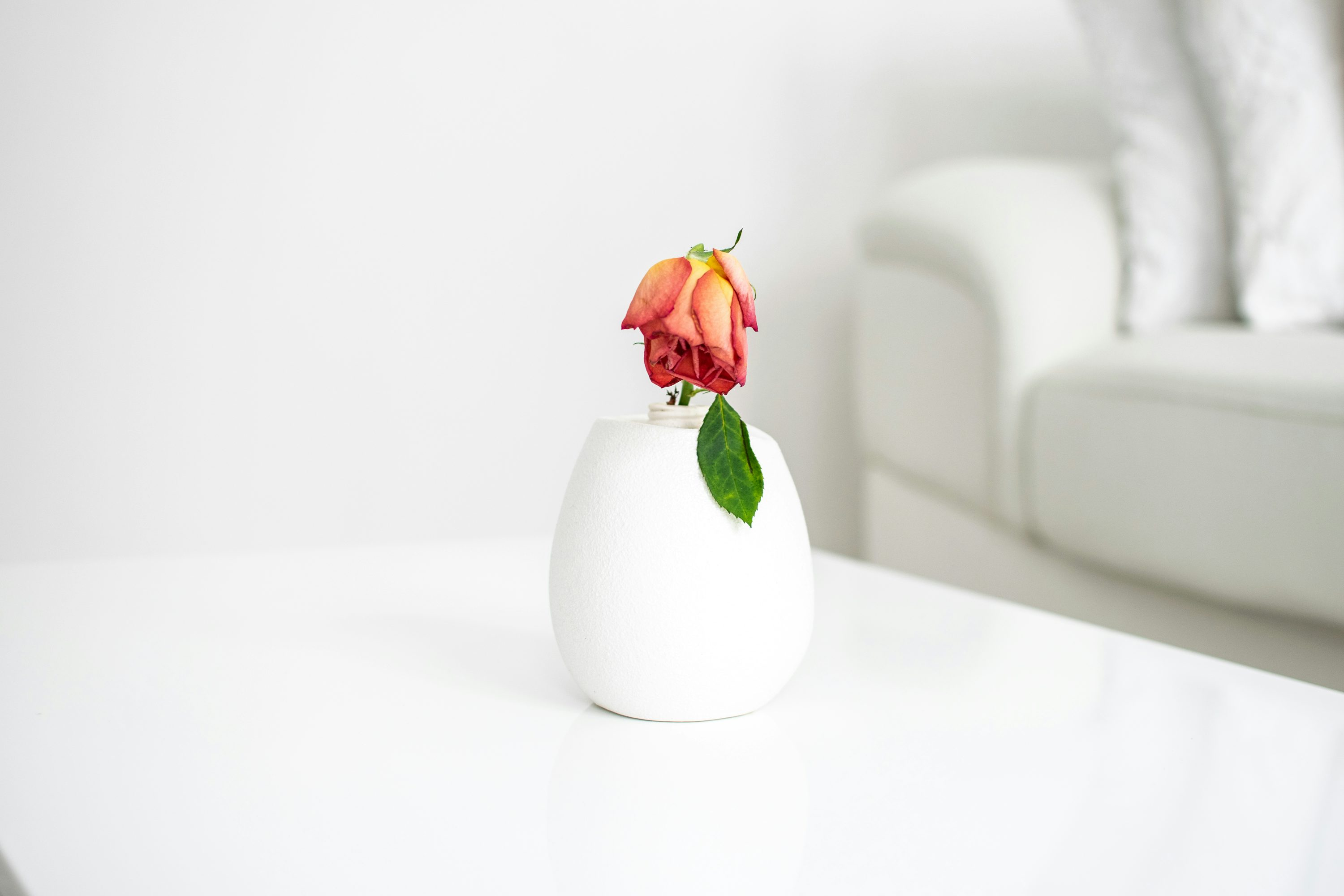 From Spike to Vase: How to Cut, Condition, and Style Red Hot Poker for 7‑Day Arrangements