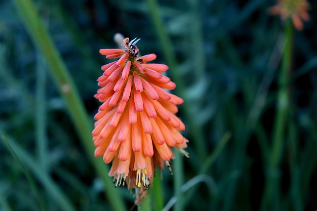 red hot poker flower close-up