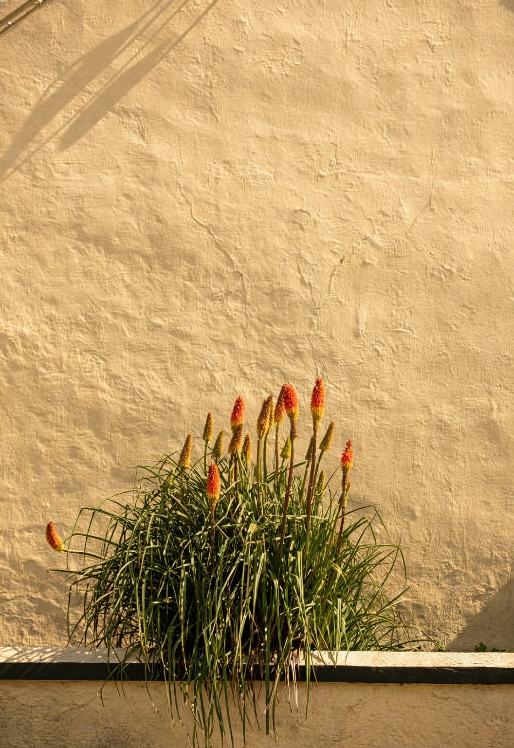 florist recutting red hot poker