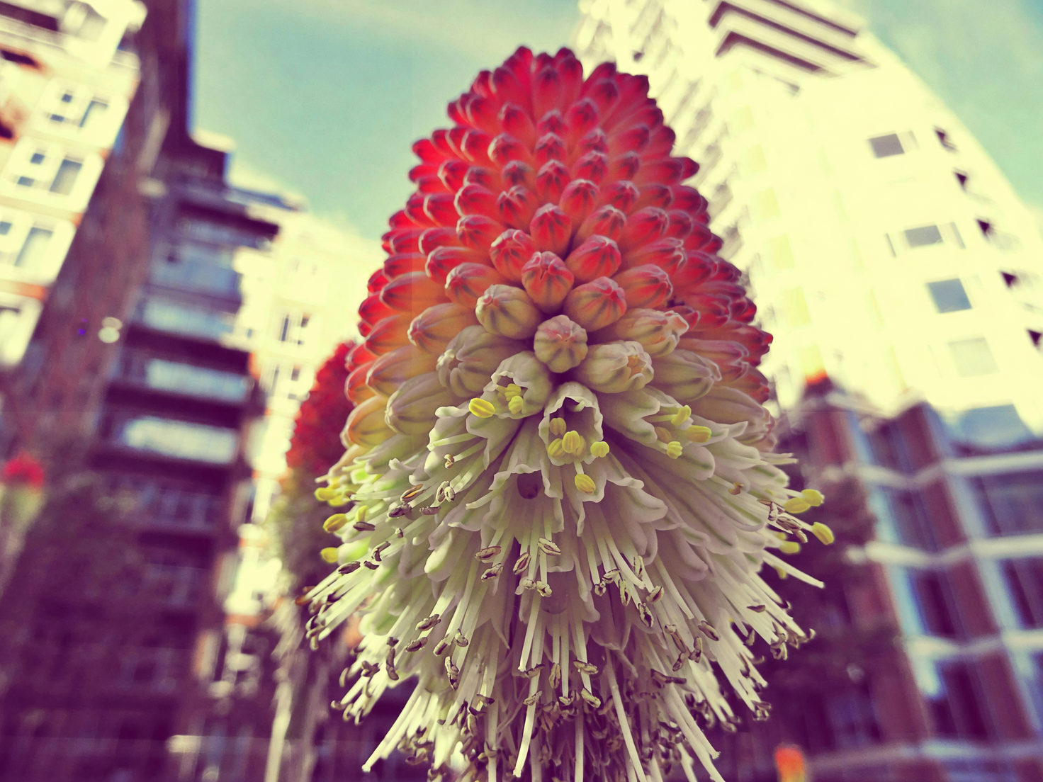 red hot poker tall cylinder vase