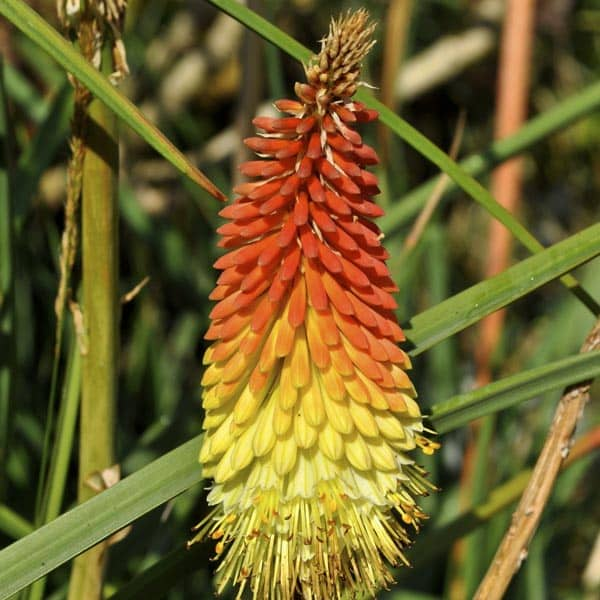 red hot poker bloom stage close-up