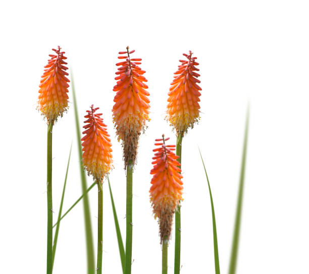 red hot poker with lilies eucalyptus