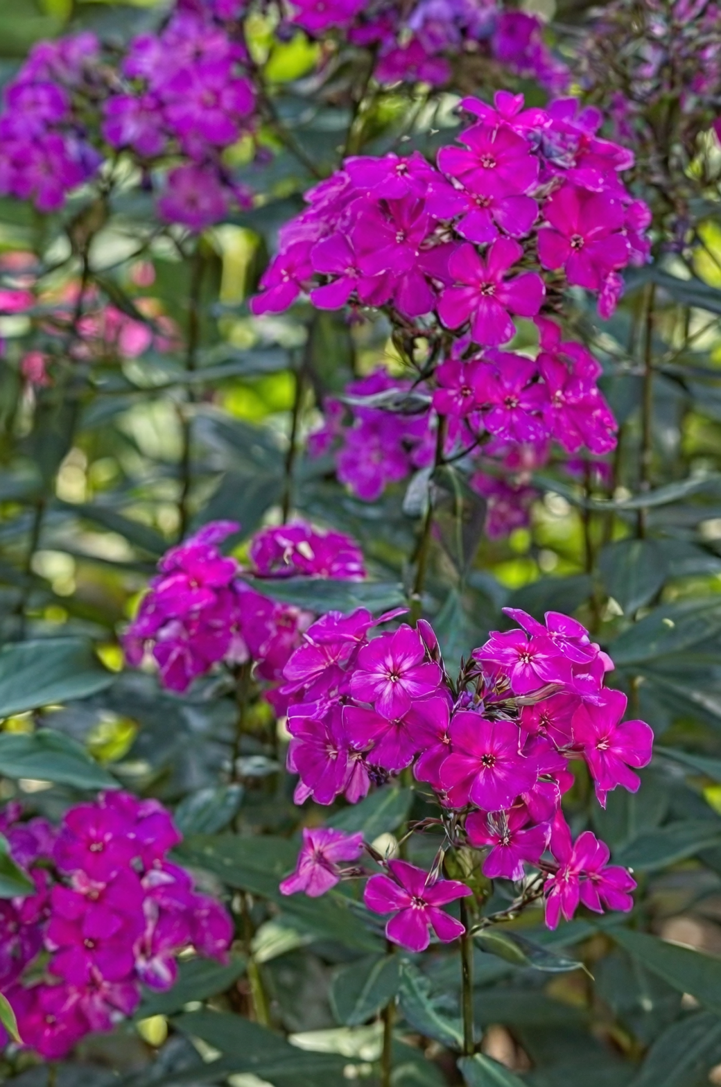 Powdery Mildew vs. Annual Phlox: Your 7-10 Day Turnaround Plan