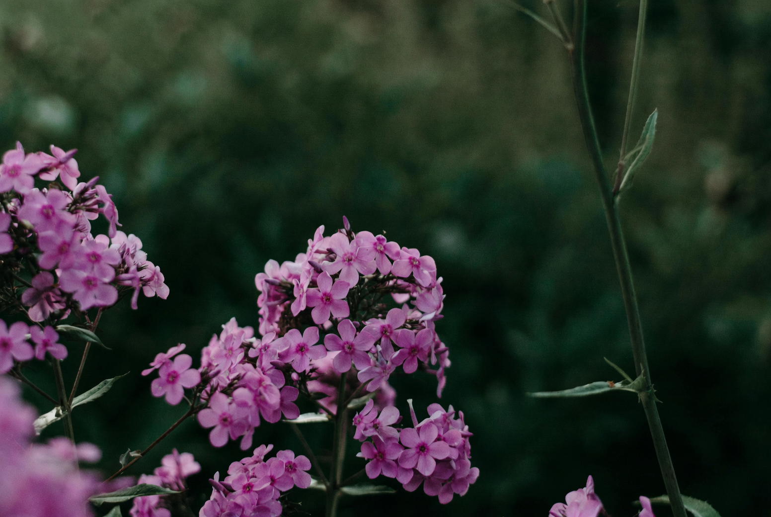 annual phlox powdery mildew leaves close-up