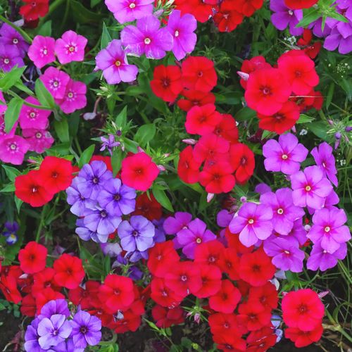 annual phlox base watering with wand