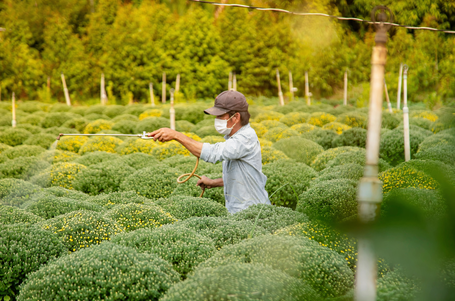 annual phlox sulfur fungicide spraying leaves